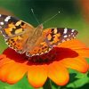 Painted Lady Butterfly Insect Diamond Painting