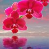 Pink Orchid Flowers Diamond Painting