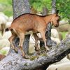 Tree Goat Animal Diamond Painting