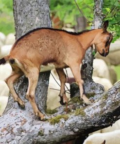 Tree Goat Animal Diamond Painting