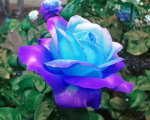 Aesthetic Blue And Purple Flower Rose Diamond Painting