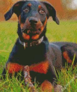 Beauceron Dog Animal Diamond Painting