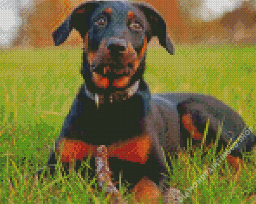 Beauceron Dog Animal Diamond Painting