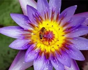 Bee On Purple Yellow Flower Diamond Painting