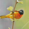 Baltimore Oriole Diamond Painting