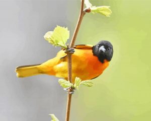 Baltimore Oriole Diamond Painting