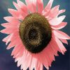 Big Pink Sunflower Diamond Painting