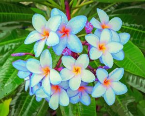 Blue Plumeria Diamond Painting