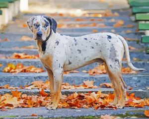 Catahoula Leopard Dog Diamond Painting