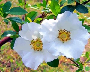 Cherokee Flowering Plant Diamond Painting