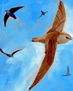 Common Swifts Birds Diamond Painting