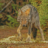 Eastern Wolf Diamond Painting