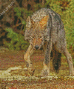 Eastern Wolf Diamond Painting