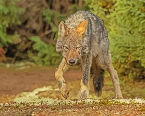 Eastern Wolf Diamond Painting