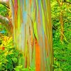 Rainbow Eucalyptus Diamond Painting