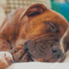 Sleepy Brindle Pitbull Diamond Paintings