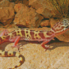 Western Desert Gecko Reptile Diamond Painting