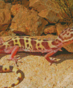 Western Desert Gecko Reptile Diamond Painting
