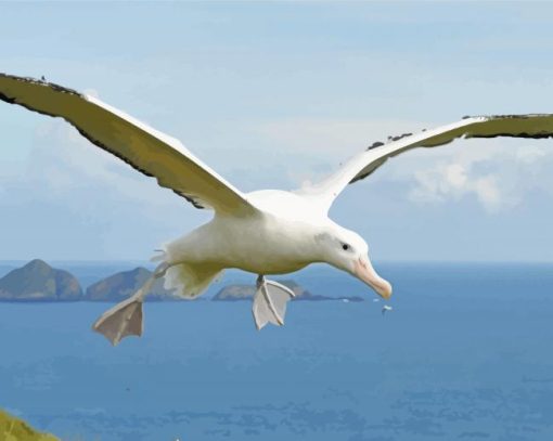 Albatrosses Bird Diamond Painting