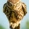 Angry Fierce Owl Diamond Painting