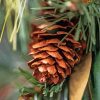 Close Up Pinecone Diamond Painting