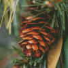 Close Up Pinecone Diamond Paintings