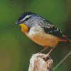 Cool Pardalote Bird Diamond Paintings