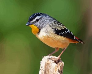 Cool Pardalote Bird Diamond Painting