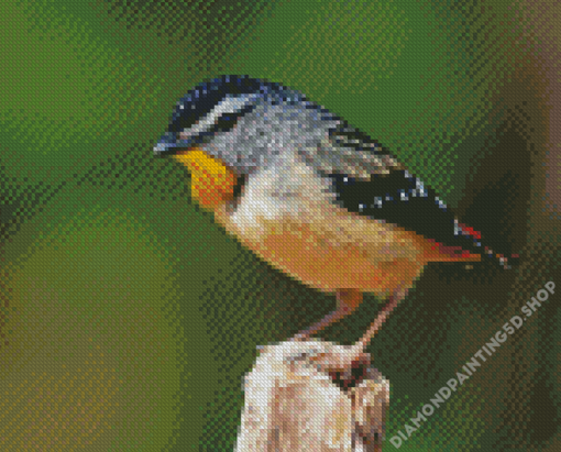 Cool Pardalote Bird Diamond Paintings