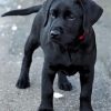 Black Labrador Puppy Diamond Painting