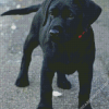 Black Labrador Puppy Diamond Paintings