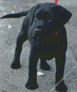 Black Labrador Puppy Diamond Paintings