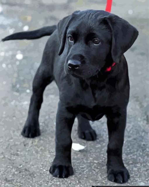 Black Labrador Puppy Diamond Painting