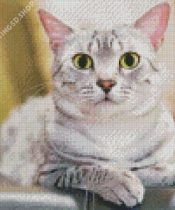 Grey White Cat Diamond Painting