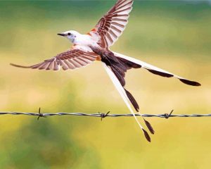 Flying Oklahoma Flycatcher Diamond Painting