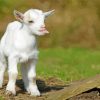 Funny Baby Goat Diamond Painting