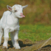 Funny Baby Goat Diamond Paintings