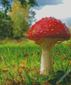 Mushroom Diamond Paintings