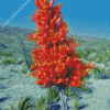 Ocotillo Cactus Diamond Paintings