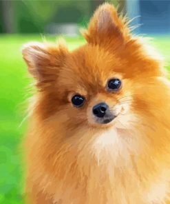 Pomeranian Dog Diamond Painting