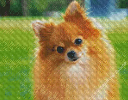 Pomeranian Dog Diamond Paintings
