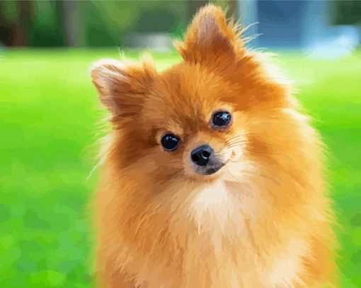 Pomeranian Dog Diamond Painting