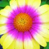 Tricolor Daisy Diamond Painting