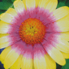 Tricolor Daisy Diamond Painting