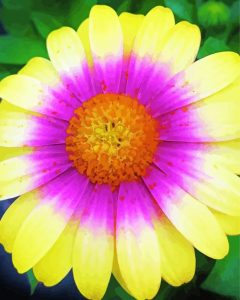 Tricolor Daisy Diamond Painting