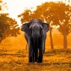 Tropical African Elephant At Sunset Diamond Painting