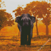 Tropical African Elephant At Sunset Diamond Paintings