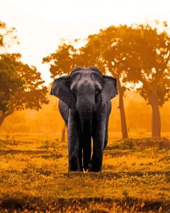 Tropical African Elephant At Sunset Diamond Painting