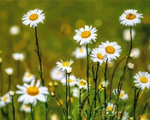 Field of White Daisies Diamond Painting