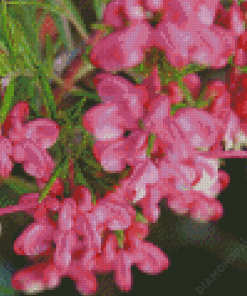 Grevillea Flower Plant 5D Diamond Paintings